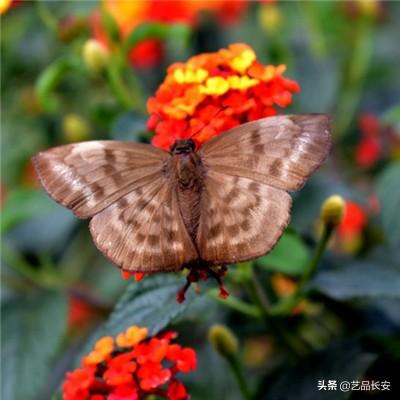 姬紅蛺蝶會進行有紀錄以來最長的昆蟲遷徙之一